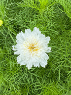 Cosmos