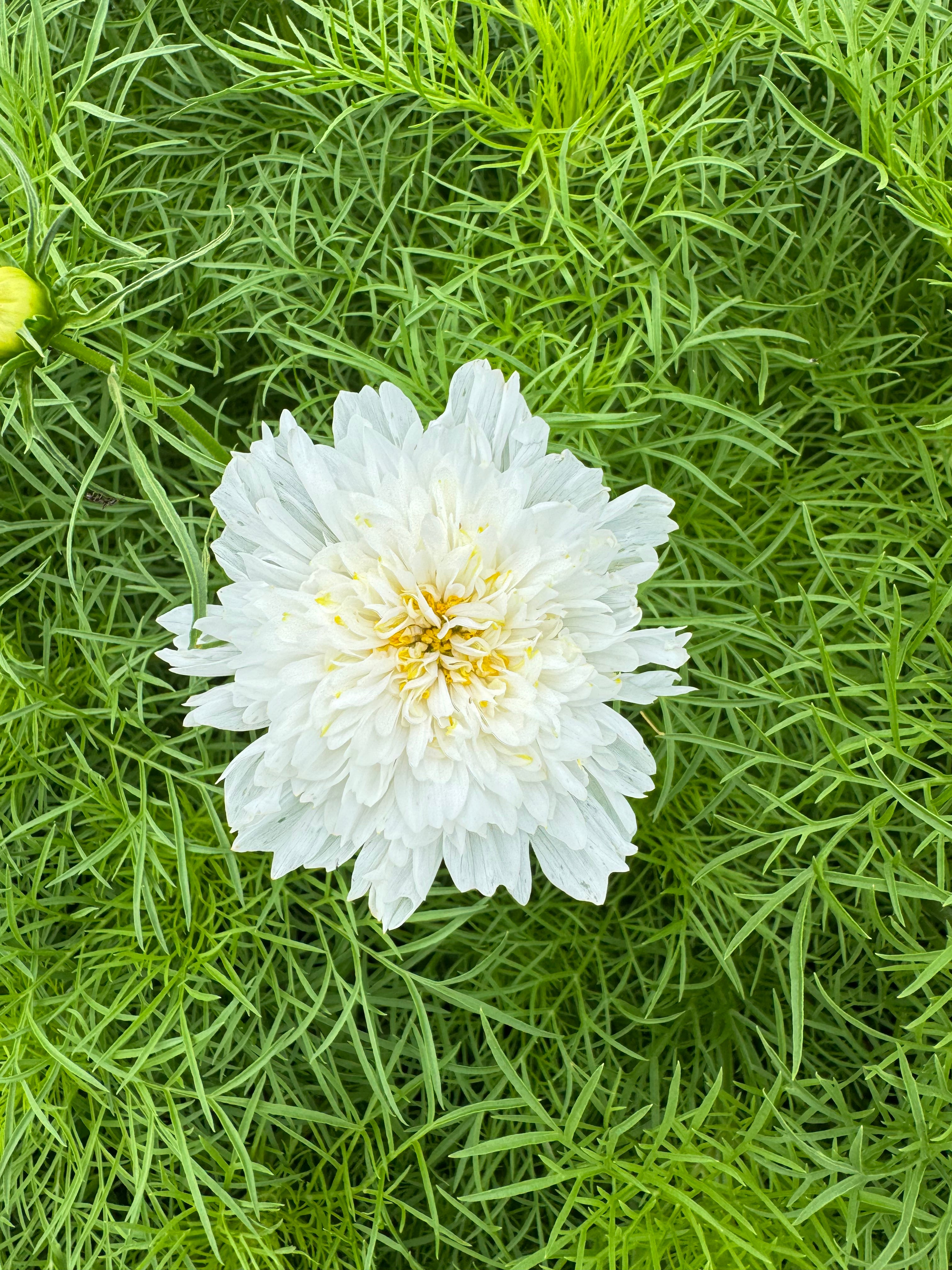 Cosmos