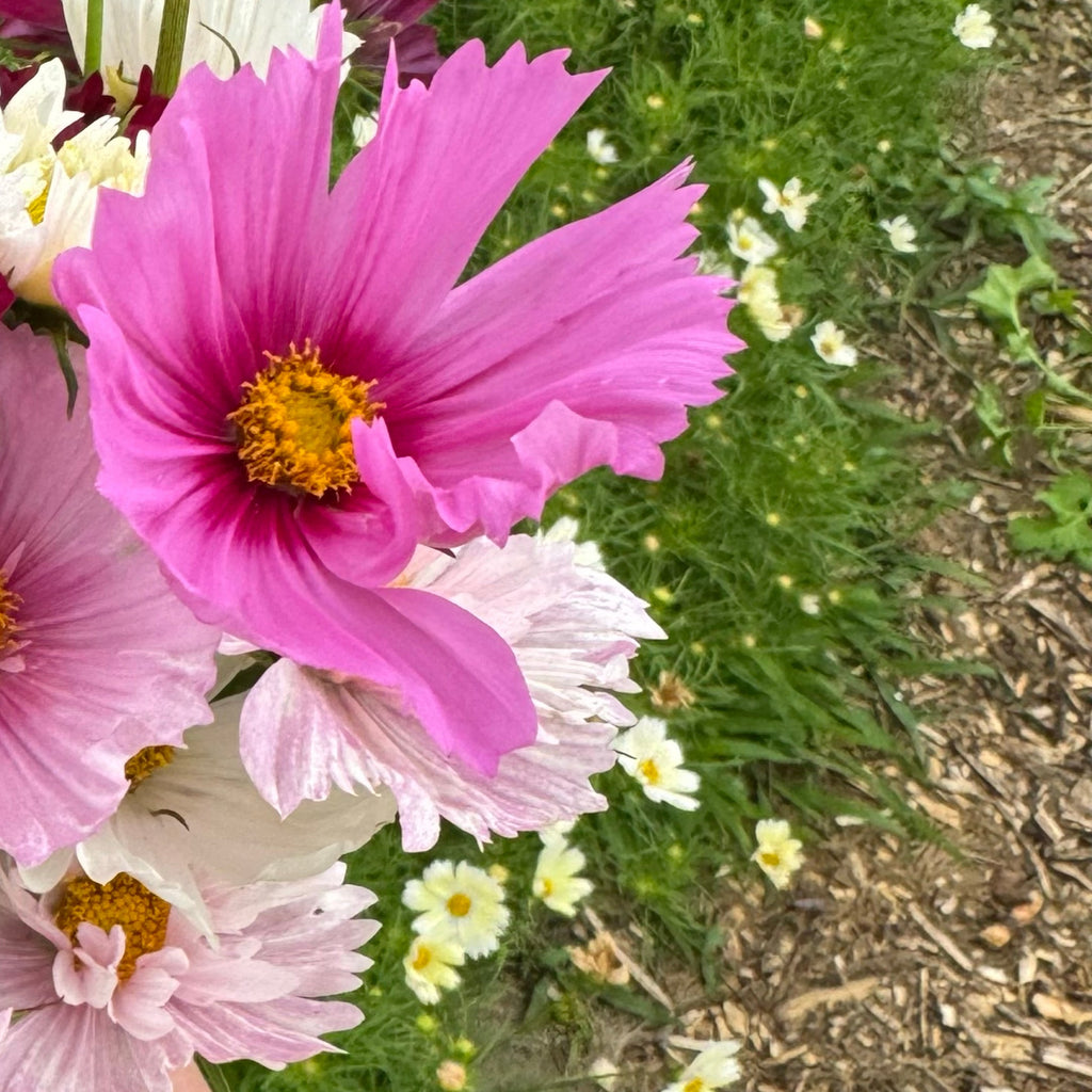 Cosmos