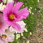 Cosmos