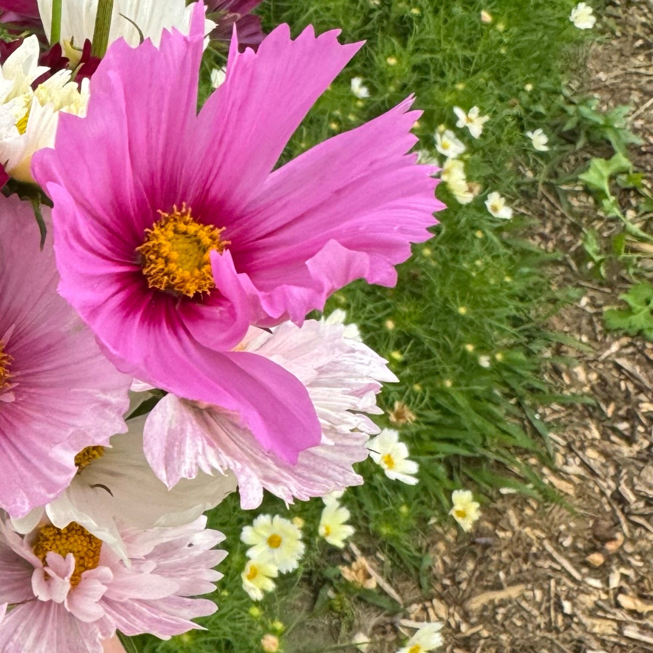 Cosmos