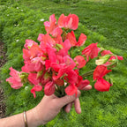 Sweet Pea