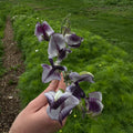 Sweet Pea