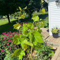 Grape Vine