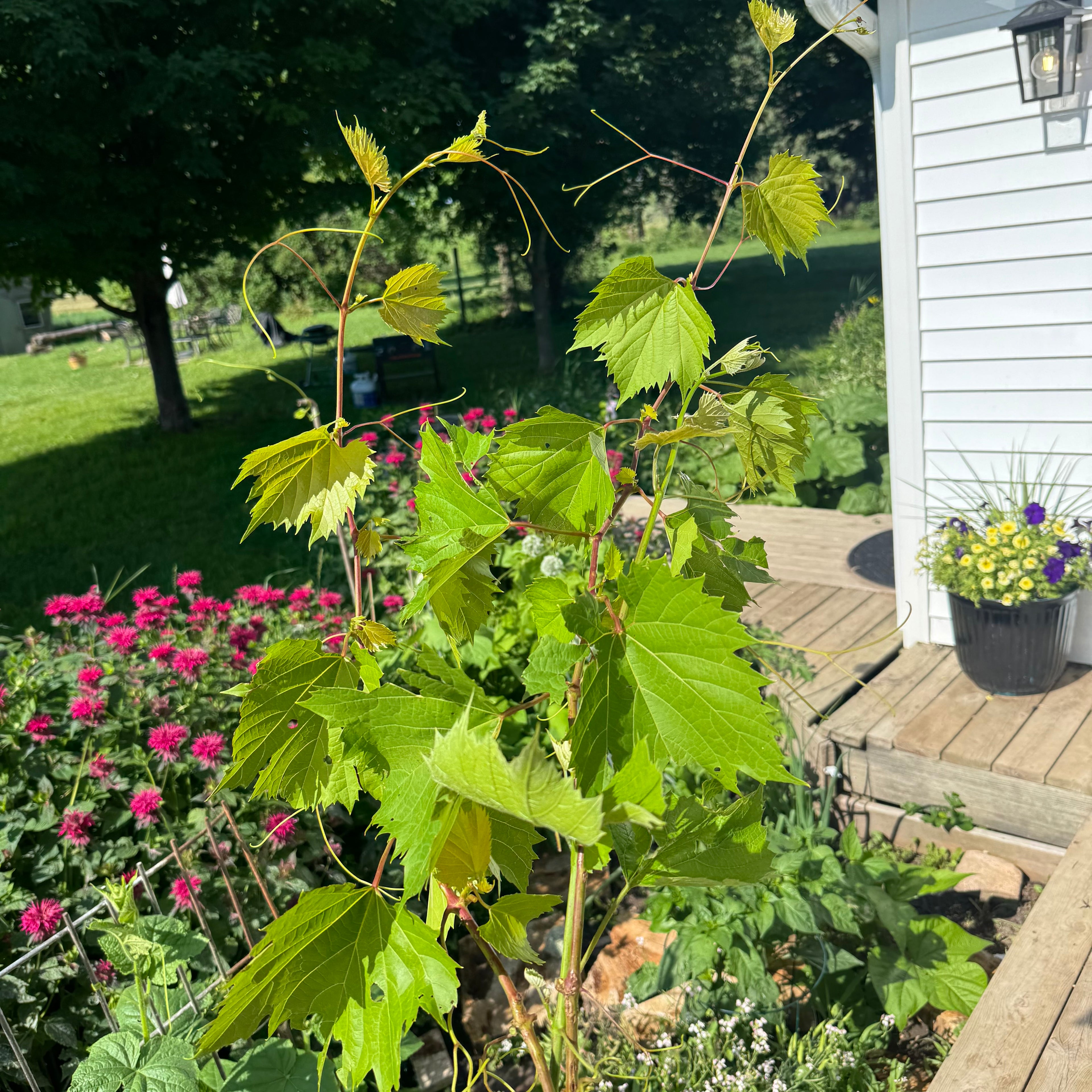 Grape Vine
