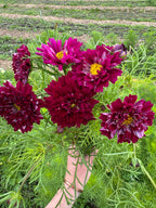 Cosmos