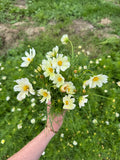 Cosmos